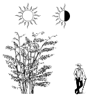 Phyllostachys Aureosulcata ‘Spectabilis‘ высокий сорт бамбука